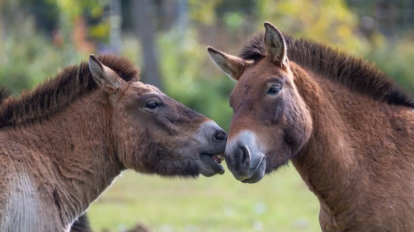 Horses use face to show playing behavior and curiosity