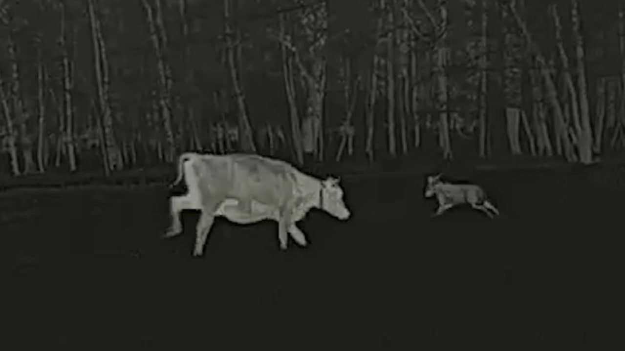 Image from Video: Man movies How Cows Chase Wolf From Meadow in Ermelo