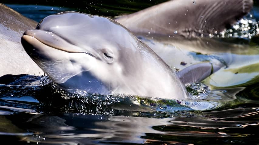 For the time being no fines for Dolfinarium for 'unnatural behavior' of animals