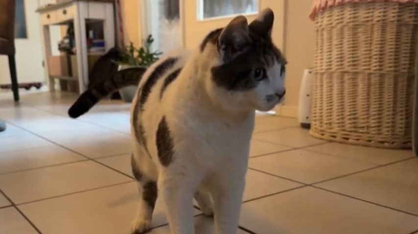 Missing Kat from Beverwijk found in Dordrecht after 4.5 years