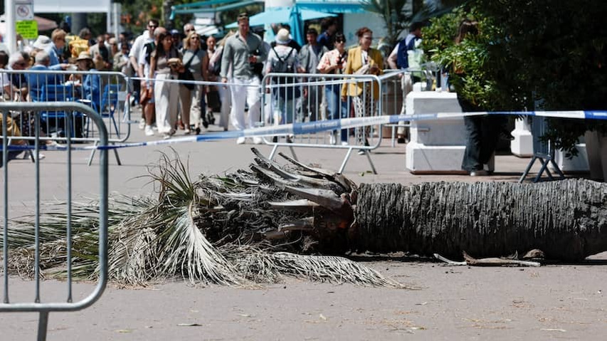 Palmboom falls on Japanese film producer during Film Festival in Cannes