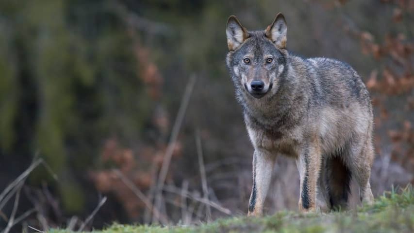 Utrecht wants to shoot Wolf after several incidents: 'Direct danger for people'