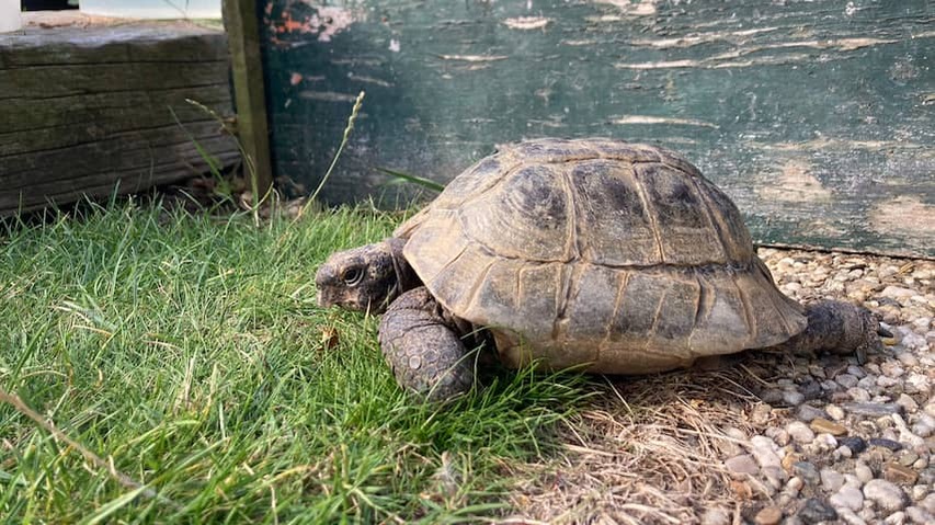 Elderly turtle escapes after 67 years from the garden of owner in Groningen village