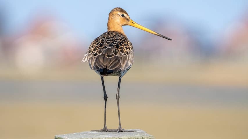 Persistent drought disastrous for tens of thousands of birds in the Netherlands