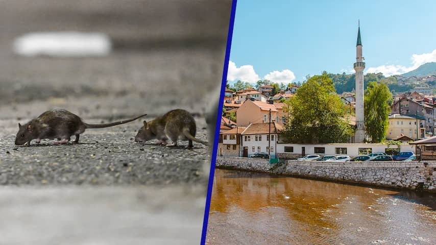 At least 21 people with 'rat fever' in Sarajevo due to overdue hygiene in the city