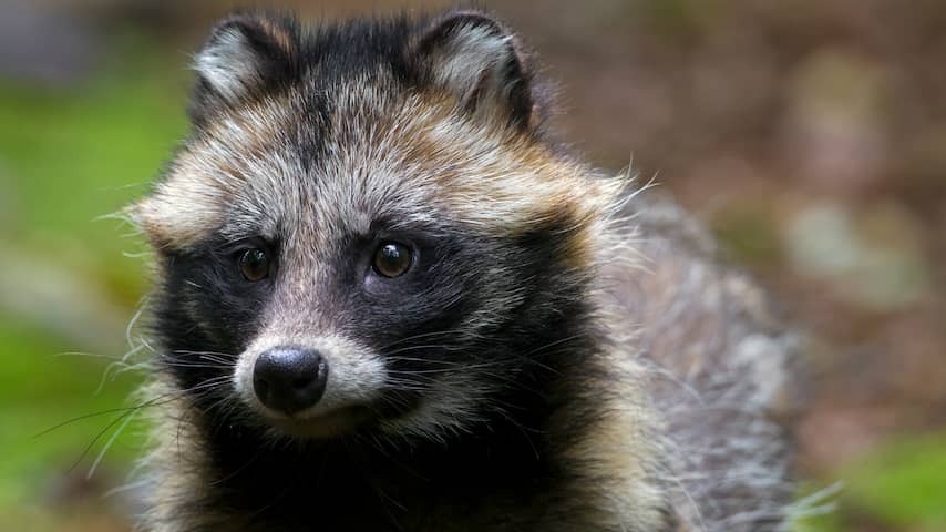 The raccoon dog is advancing in the Netherlands, even though there is hardly anyone who sees it