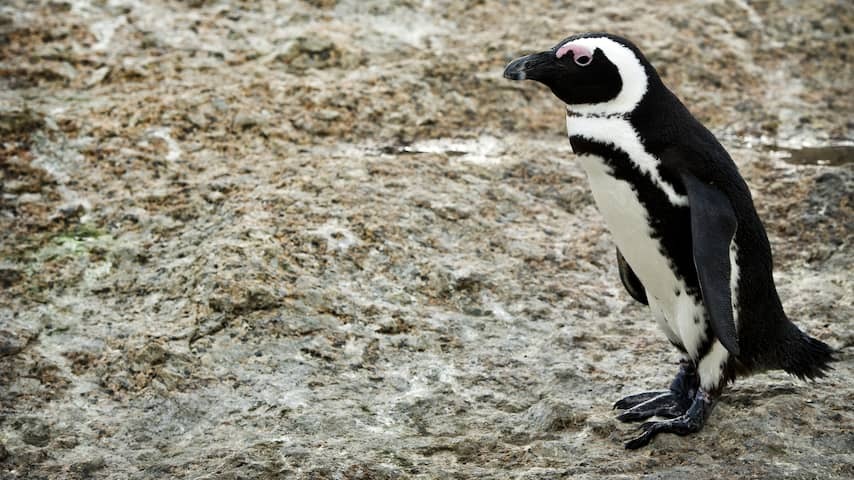 Fourteen Penguins died just one after the other in Safaripark Beekse Bergen