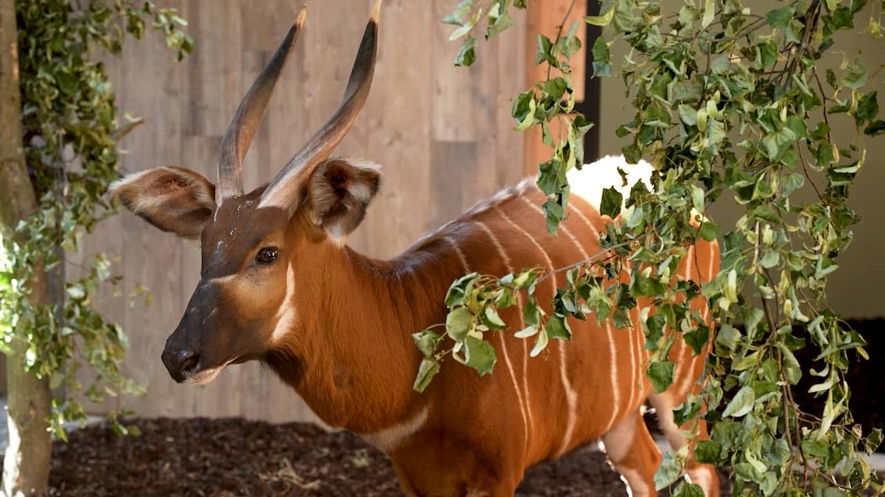 Image from Video: Rare Mountain Bongos Arrive in Dutch Zoo