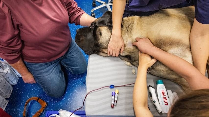 NVWA talks with veterinary clinics about the use of unauthorized veterinary medicines