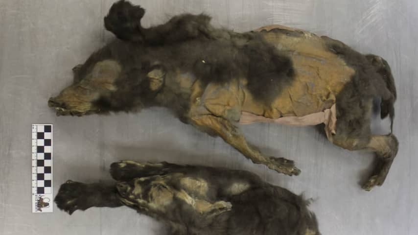 Ice age puppies in northern Siberia turn out to be wolves that did not live with people