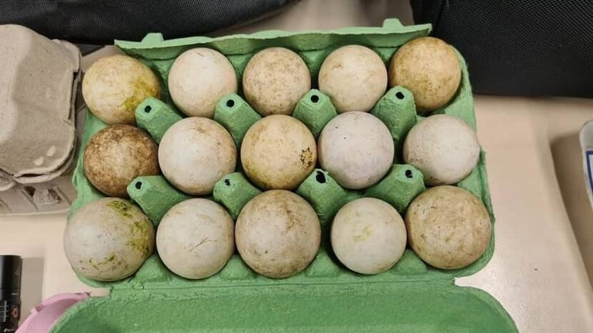 Three arrested at Schiphol with bags full of eggs, possibly from parrot cakes