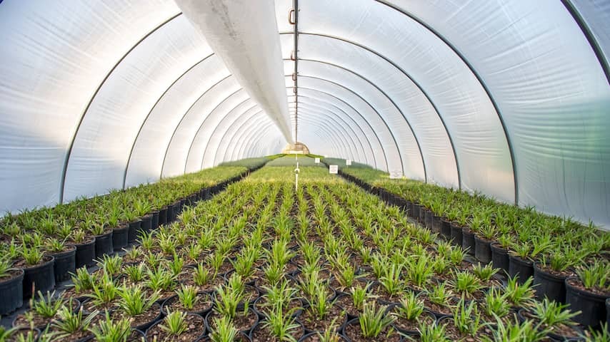 Good news this week: Research must increase self -reliance of plants