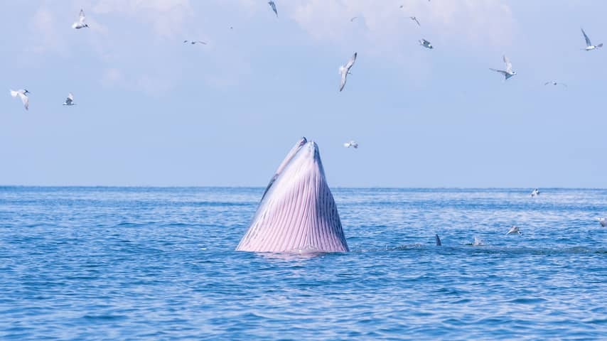 UN-O-Oceanentop determines how things should be done with the world's seas