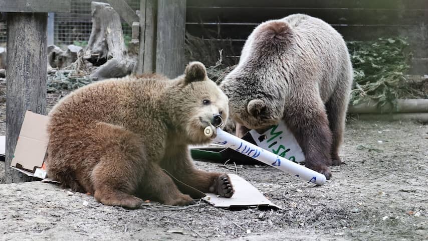 Bears escape from a stay in British zoo and eat honey stock