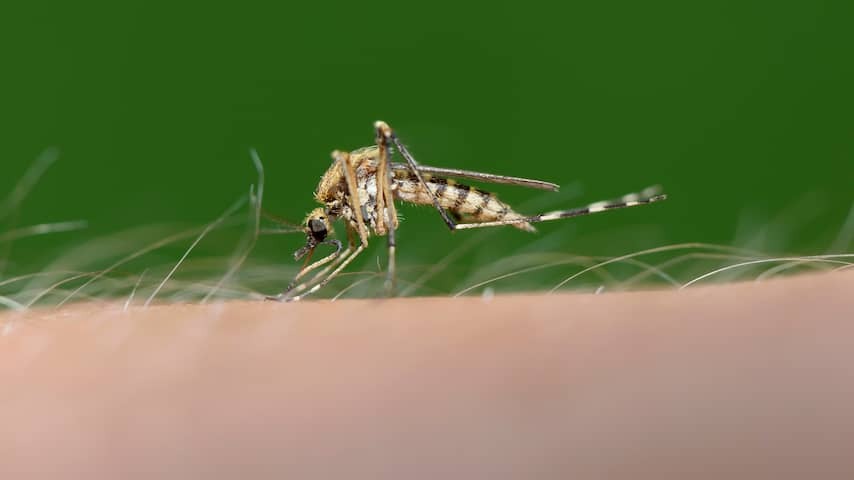 Who belongs to your wall or hands when your mosquito kills?
