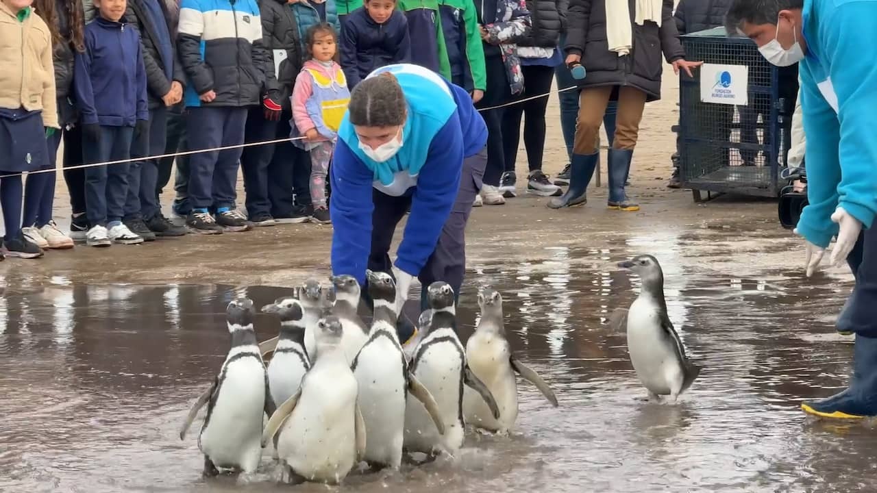 Image from video: Penguins recovered from malnutrition released in the sea