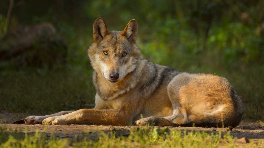 Shooting biting wolves can help other wolves