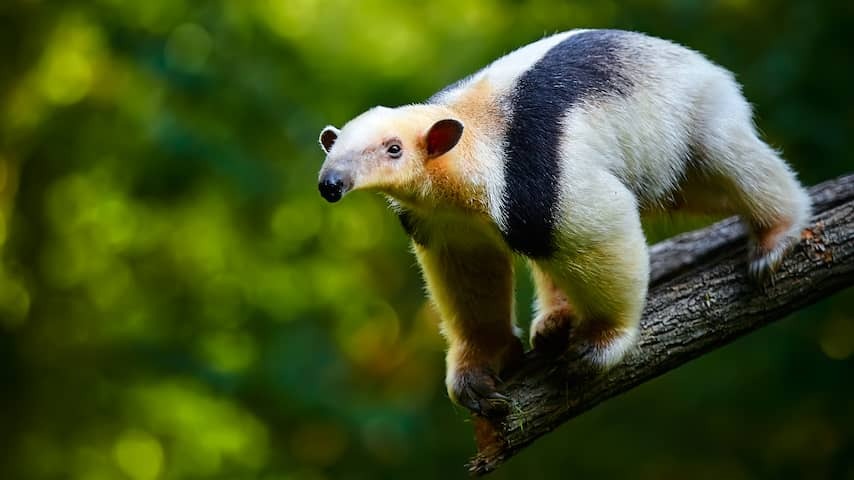 Eiberg ant eater digs hole in garden, search with drones and dogs continues