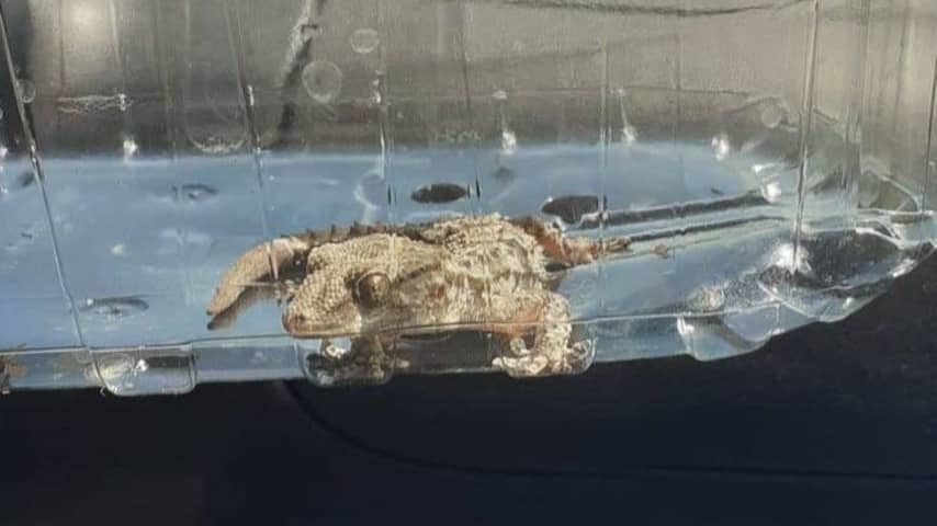 Jumbo employees in Veghel find Gekko in the load of fruit: 'Strange find'