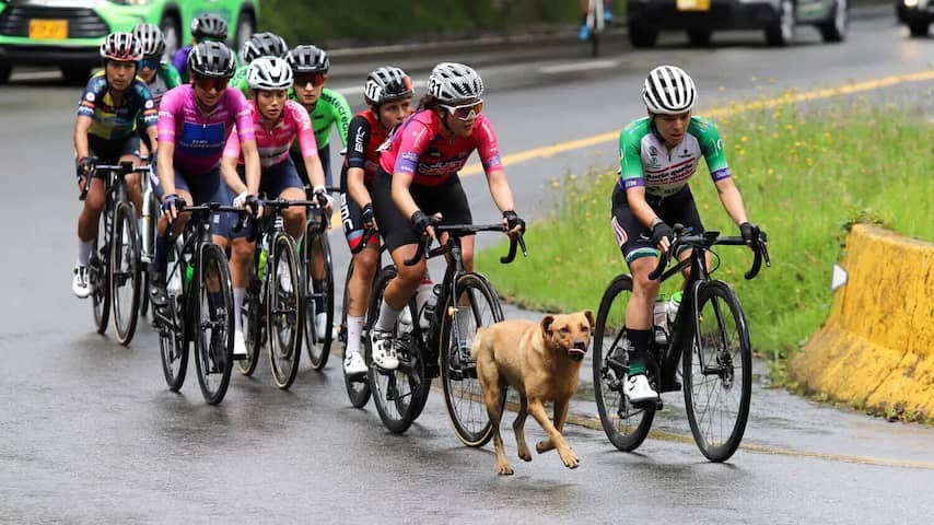 Dog steals show in Tour of Colombia by running on a heavy final climb