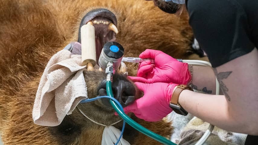 Brown bear is the first bear to tone a silver crown