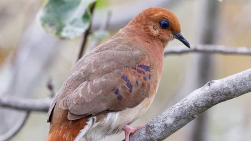 Hope for almost extinct bird species: researchers let eggs come out