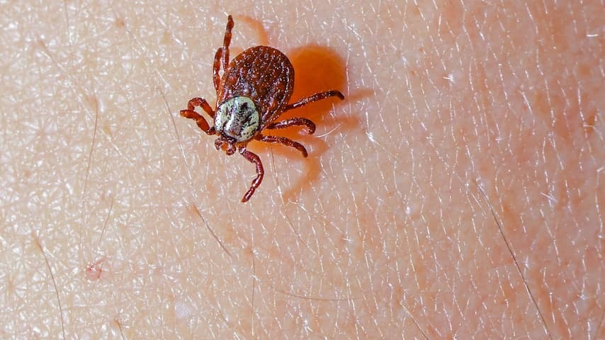 Number of reports of tick bites more than quadrupled by rain and Ascension