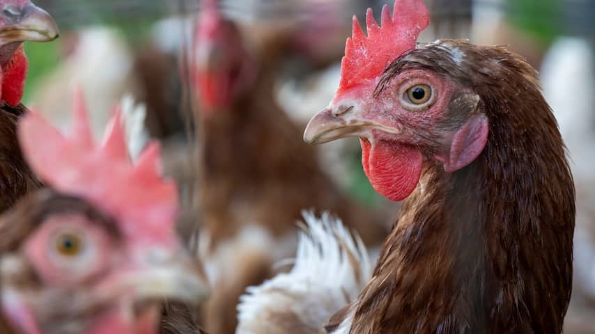 50,000 chickens killed in fire chicken farm in Limburg village of Heibloem