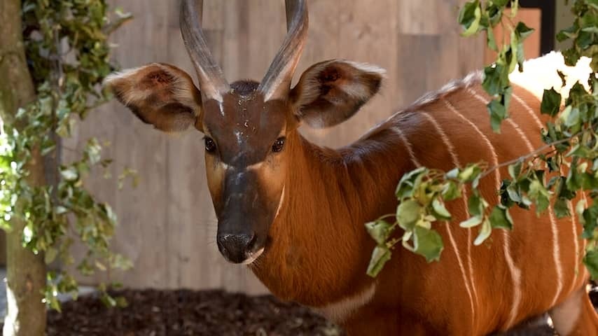 Seriously endangered mountain bongos arrived in Limburg zoo