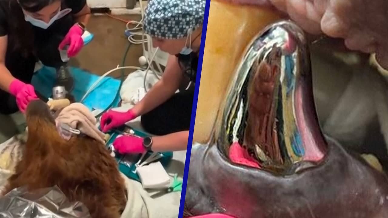 Image from video: Brown bear gets large silver -colored crown after dental problems