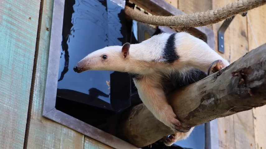 Escaped ant eater from the Eibergen animal park after five days found