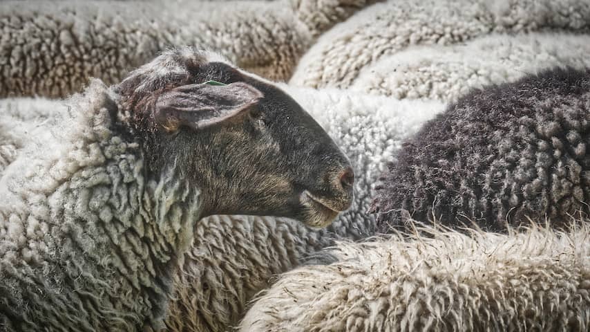 NVWA and the police intervene at illegal slaughterhouses around the start of sacrificial party
