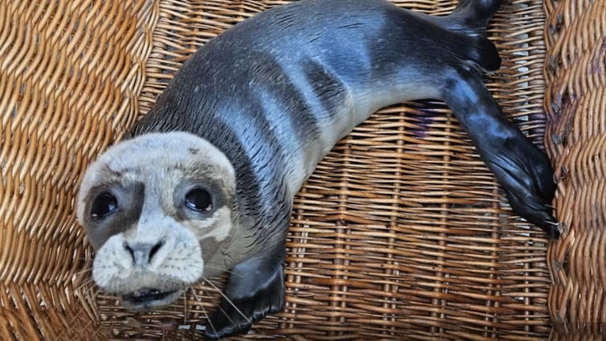 Seal puppy of a maximum of four days old found at Illegal Rave