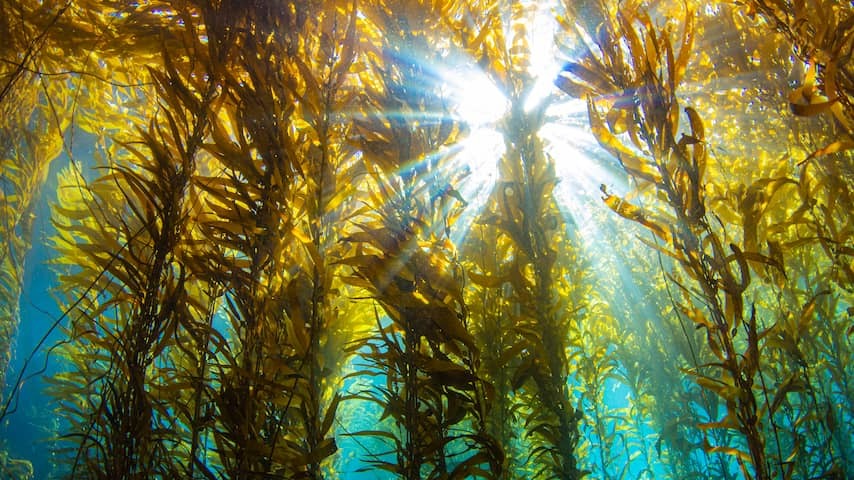 Seaweed not only comes in handy in your sushi, but can also serve as a manure