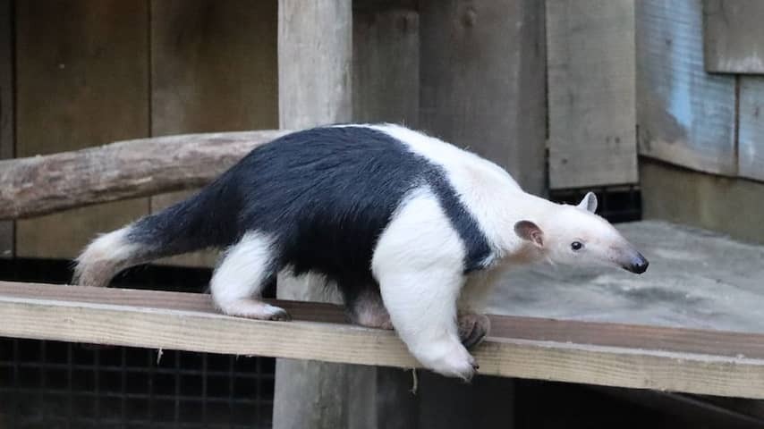 South American tree grain eater escaped from animal park in Eibergen