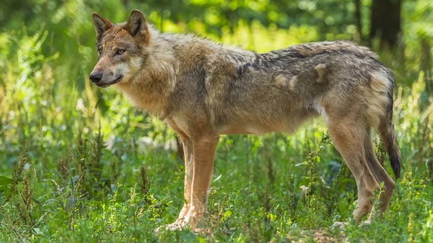 Wolven pair in the Veluwe with cubs turns out to be brother and sister