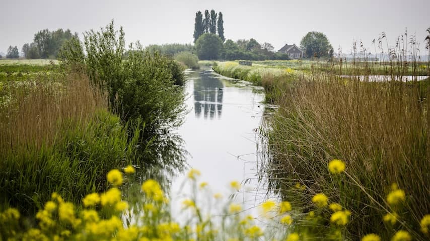 Farmers make a nitrogen proposal themselves: if emissions do not go down, then hand in cattle