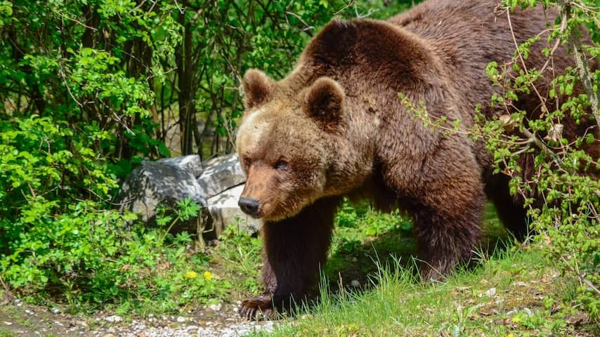 Beer kills motorcyclist in Romania by dragging him in ravine