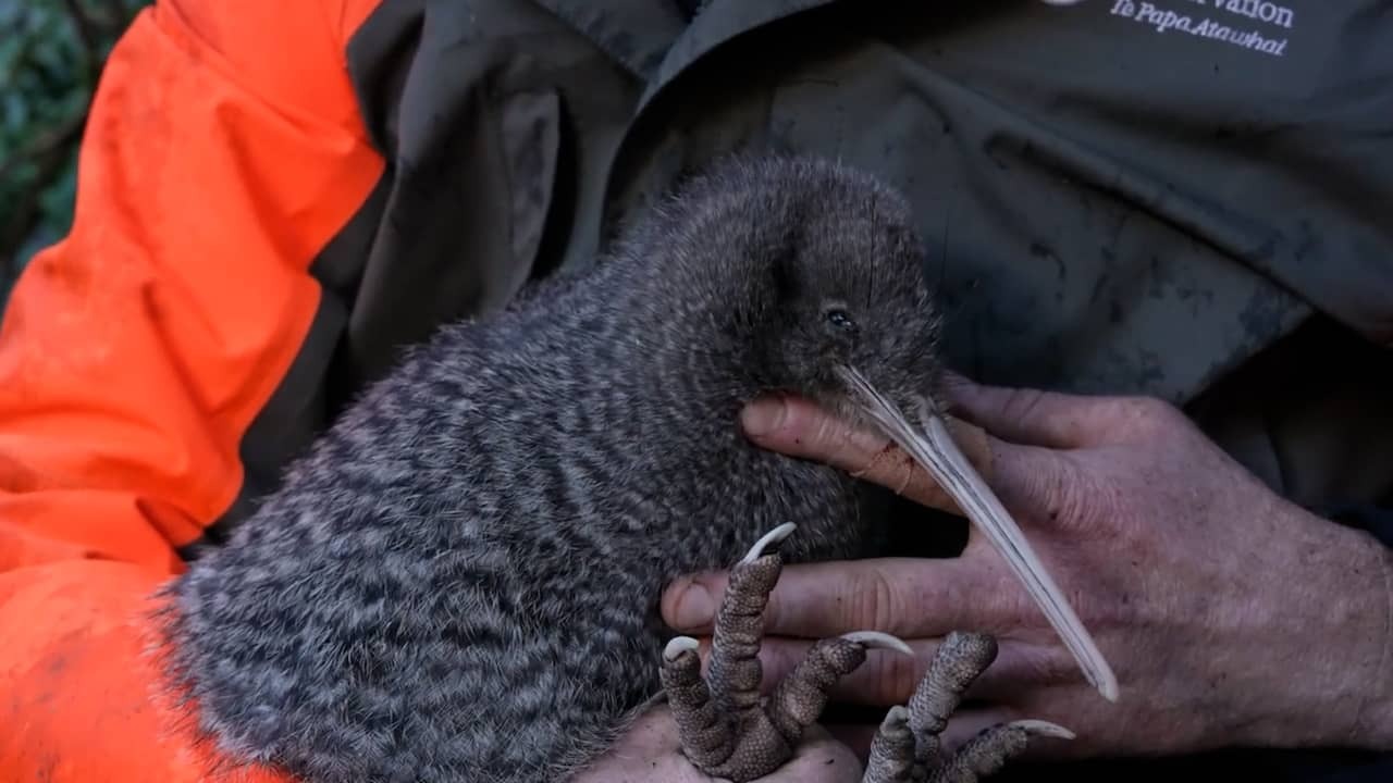 Image from Video: New Zealander Cares for Rediscovered Rare Kiwi