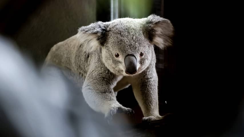 Year after Koala's arrival to the Netherlands, a baby born for the first time