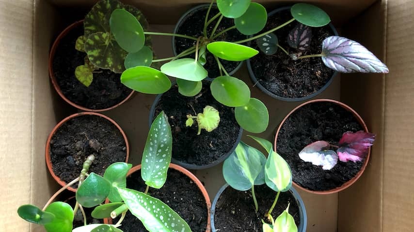 This way your plants survive your vacation
