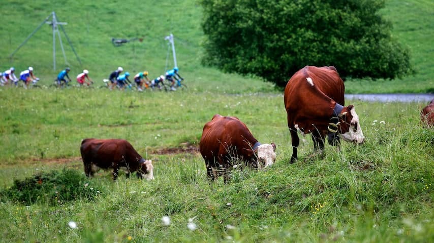 Last Bergrit in Tour de France shortened due to virus outbreak under cows