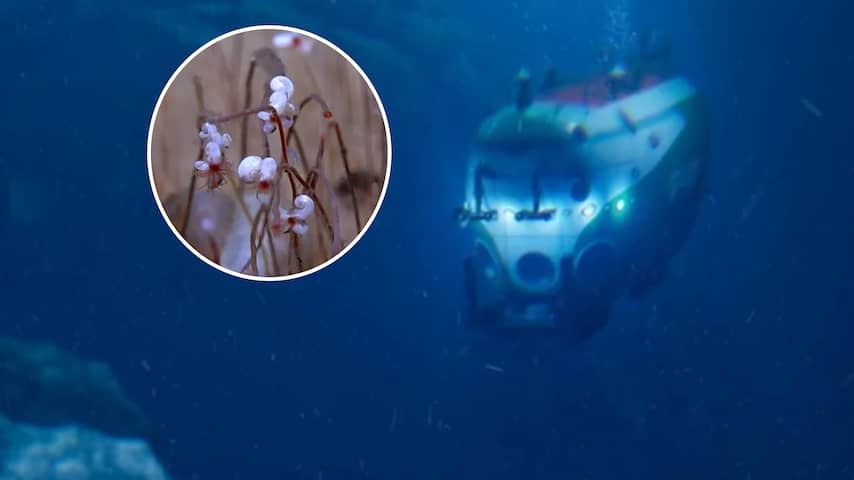 'Communities' of special life discovered in the deep ocean