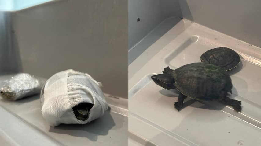 American woman hidden turtles in bra at airport, one animal died