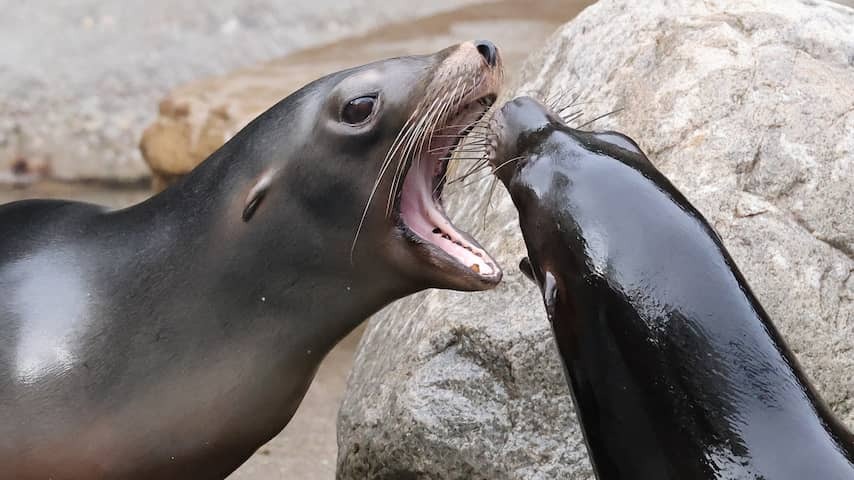 After almost 100 years, Artis says goodbye to sea lions: 'mixed feelings'