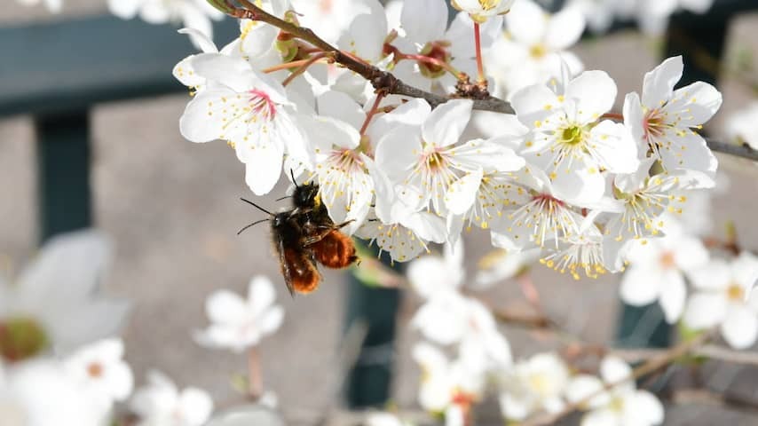 At least 24 injured by bee attack in the French town of Aurillac