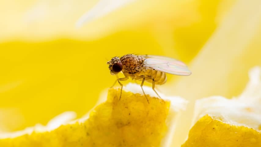 This way you drain those annoying fruit flies out of the kitchen