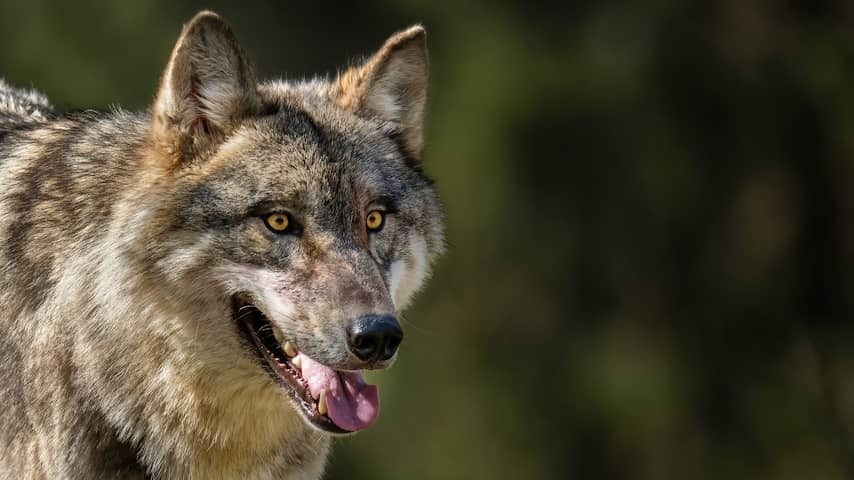 Big worries about biting Wolf in Utrecht: 'He could kill someone tomorrow'