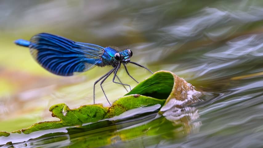 Combination of pesticides and heat is very deadly for insects