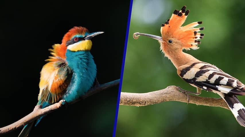 Colorful birds due to climate change more and more often in the Netherlands